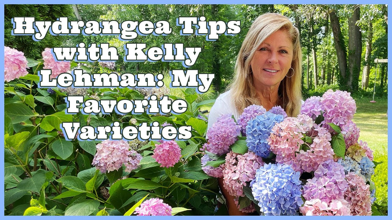 Hydrangea Tips with Kelly Lehman | My Favorite Varieties