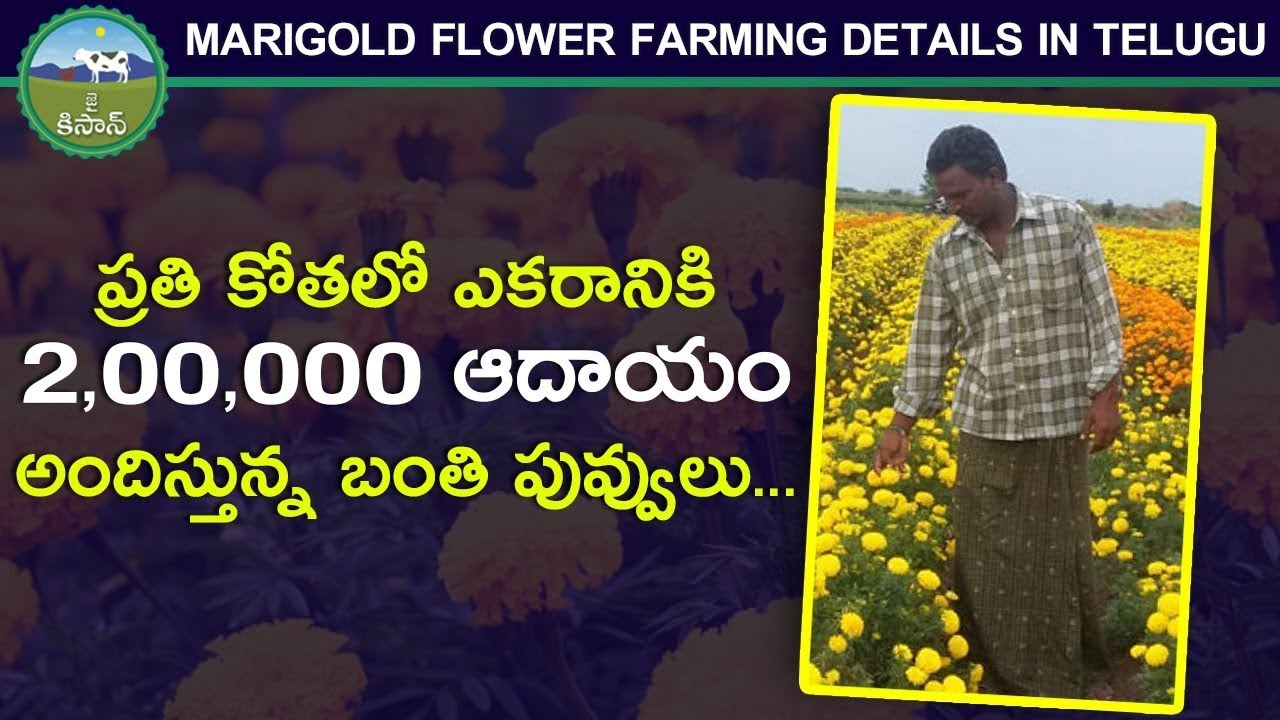 marigold flower farming details in telugu | Profits In Marigold | vyavasayam in telugu | Jai Kisan
