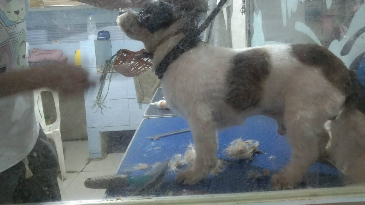 GROOMING TIME 🐶