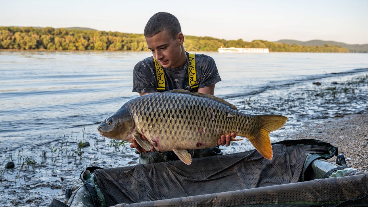 Pontyhorgászat az élő Dunán (Mono Carp Team)