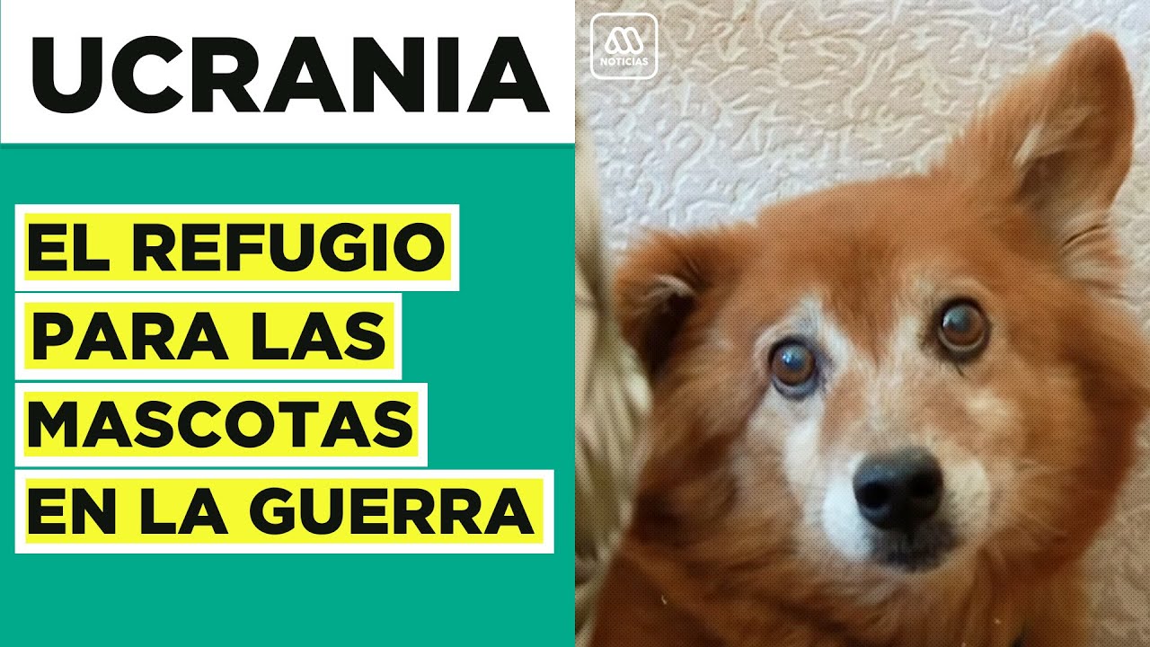 Refugio para animales en Ucrania: La supervivencia de las mascotas en la guerra