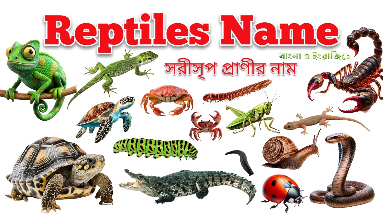 Reptiles Name | বিভিন্ন সরীসৃপের নাম | Reptiles Name in Bengali to English | Reptiles Name for Kids