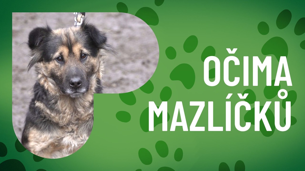 Od strachu k důvěře: Příběh azylu Srdcem psům
