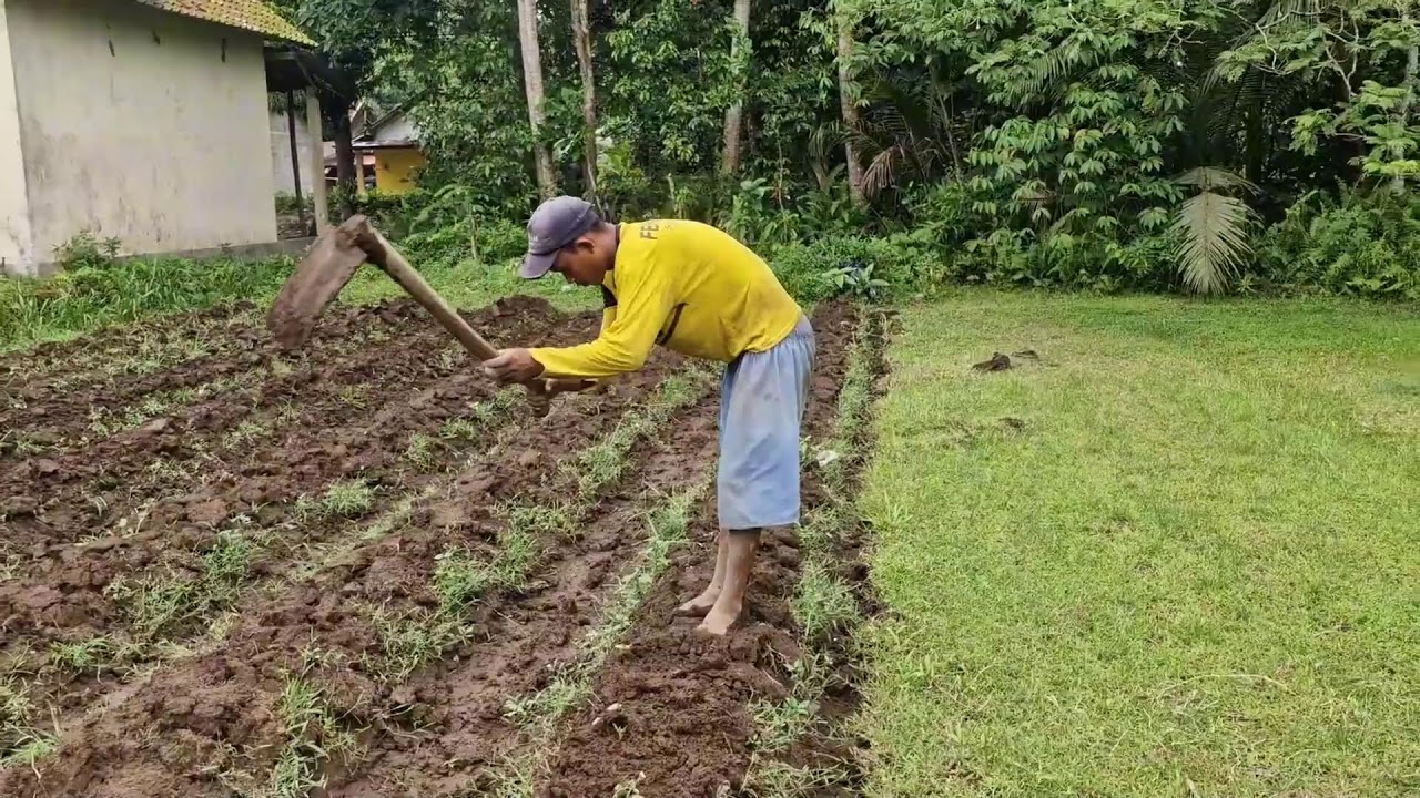 YOU WON'T BELIEVE THIS! LEVELING HUGE FARM MOUNDS MADE WITH A REGULAR HOE!-agriculture farming