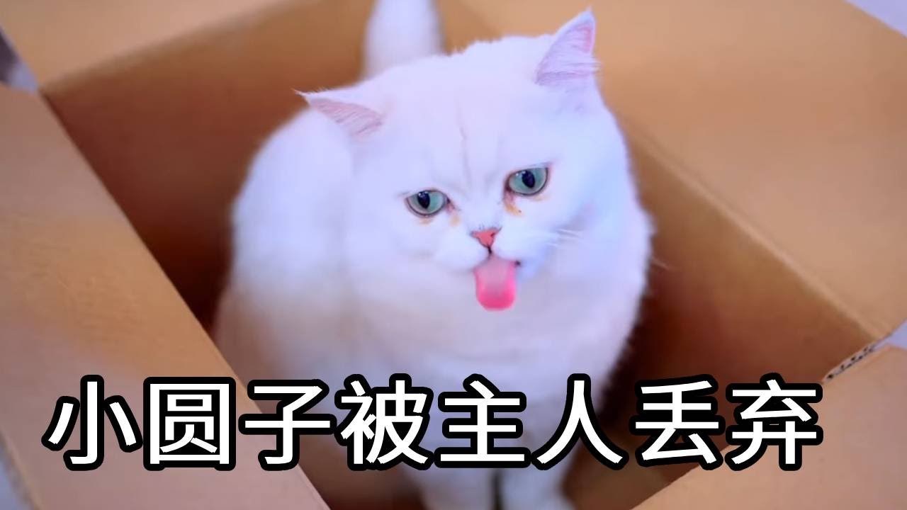 小圆子满心期待玩躲猫猫，藏箱里等了五小时，抬头却慌了：这是哪儿？【七宝小圆子】