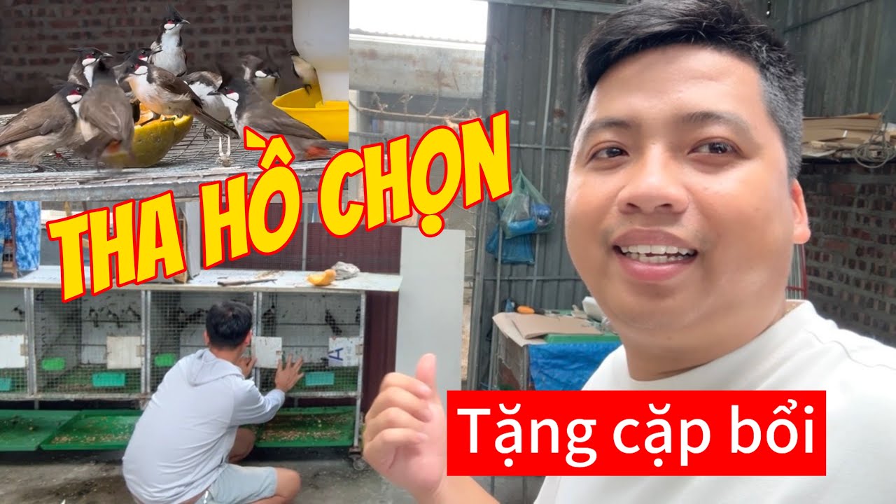 Được tặng 2 bé chào mào bộ khủng 1 năm avi. Quá may mắn, lộc đến.
