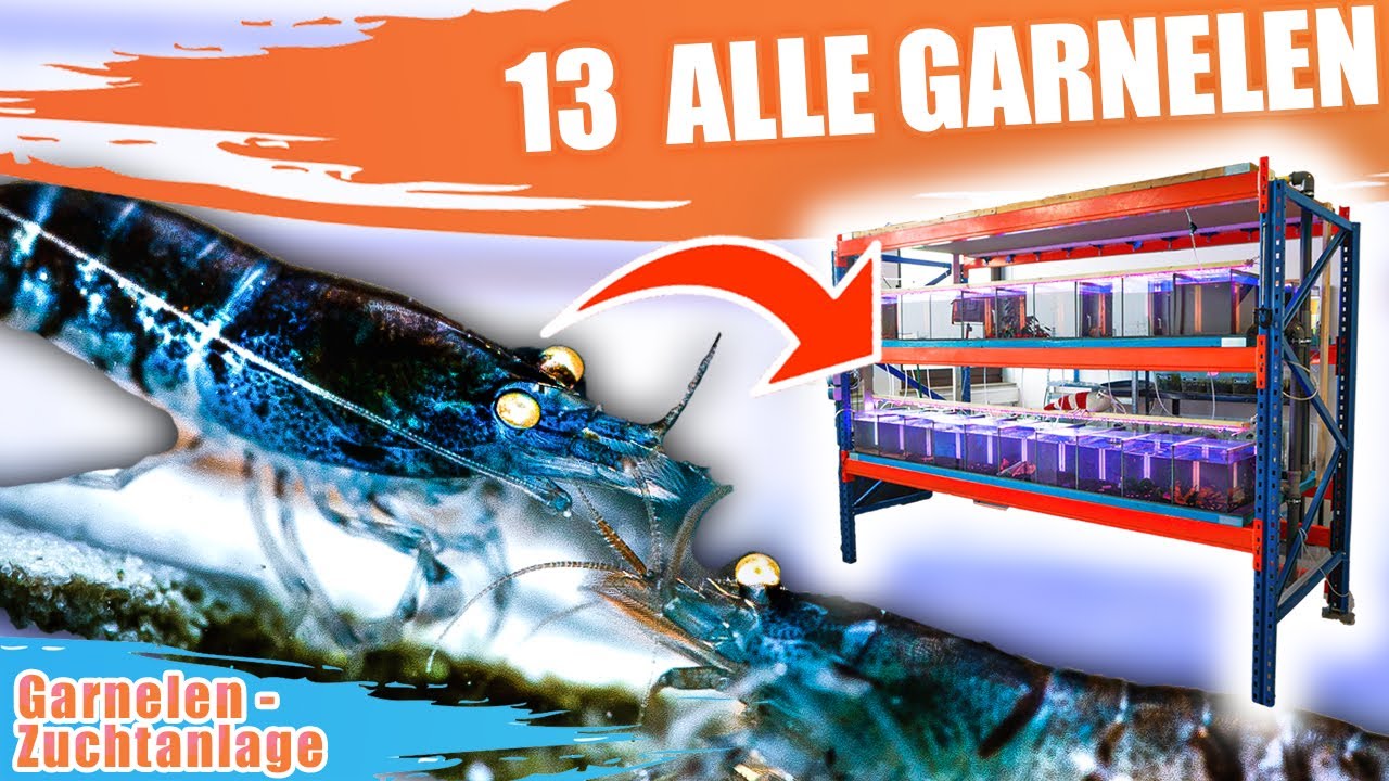 Alle neuen Garnelen in der Zuchtanlage - 2021 (Teil2)