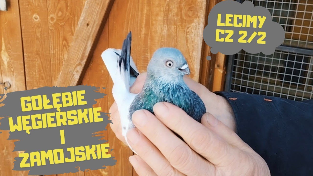 Sylwetki Gołębi Budapeszty i Zamojskie  u hodowcy z 50cio letnim doświadczeniem 💥