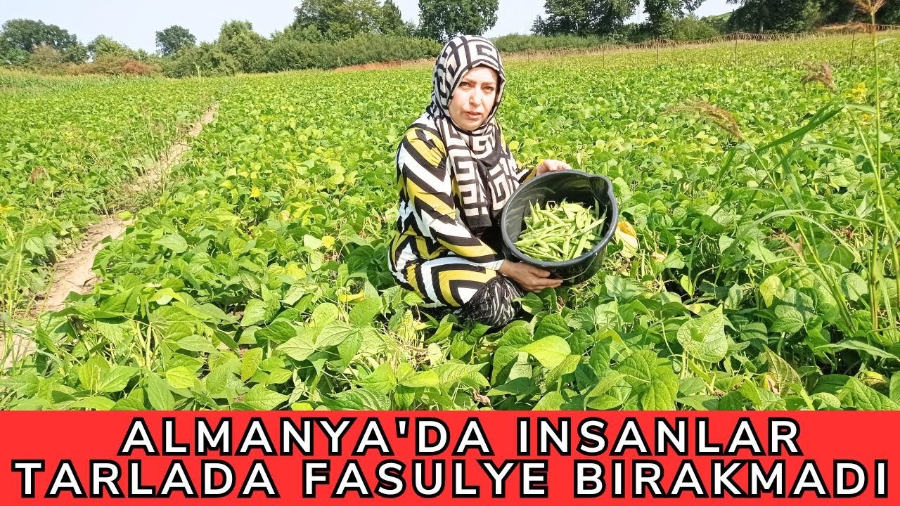 Almanya'da Insanlar Tarlada Fasulye Bırakmadı 🇹🇷 Fiyatlar Çok Ucuz  🇹🇷 Duymayan Kalmasın