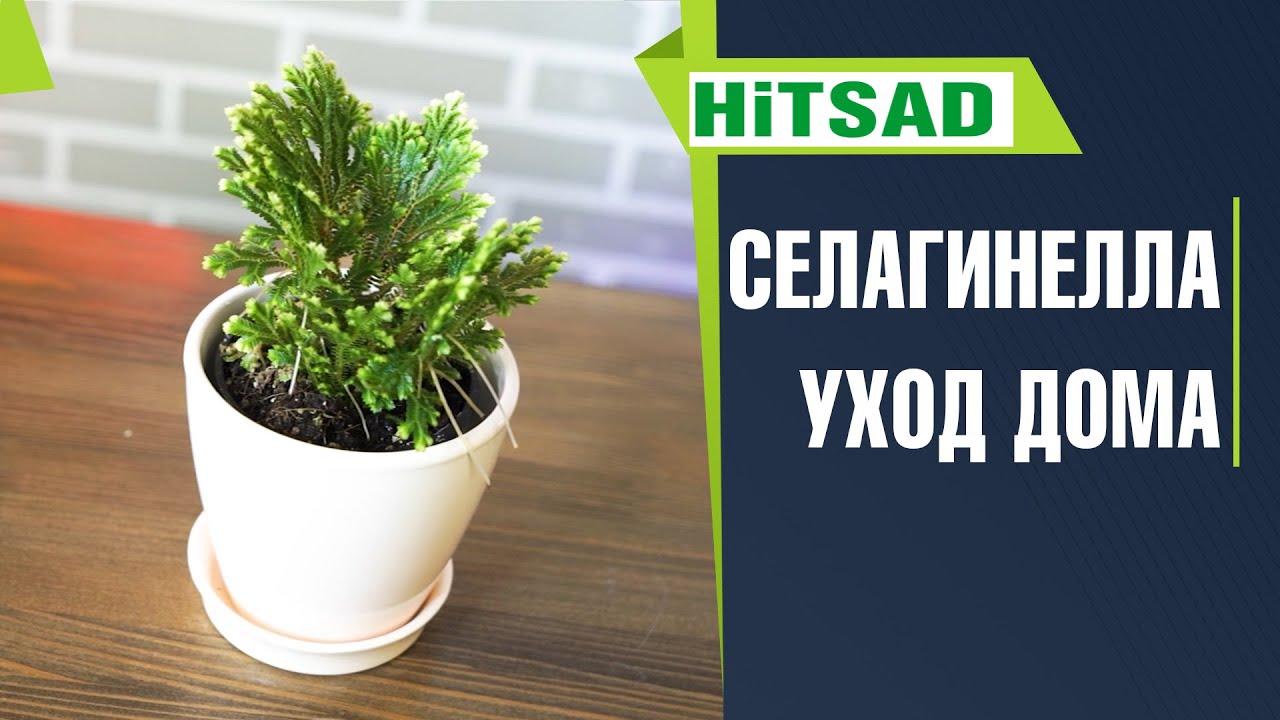 Селагинелла уход в домашних условиях 🌸 Почвопокровные растения