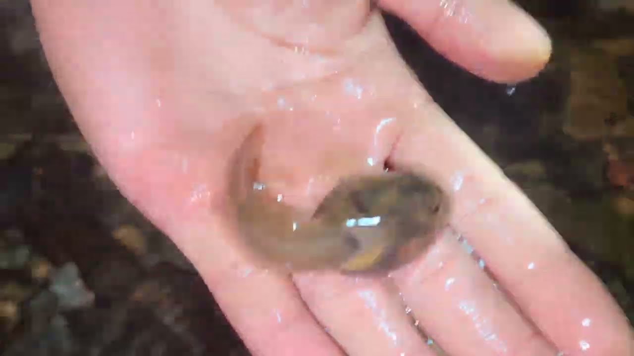 Go catching tadpole and crab at night time. BP -10 ရောင်းဝယ်ရေး