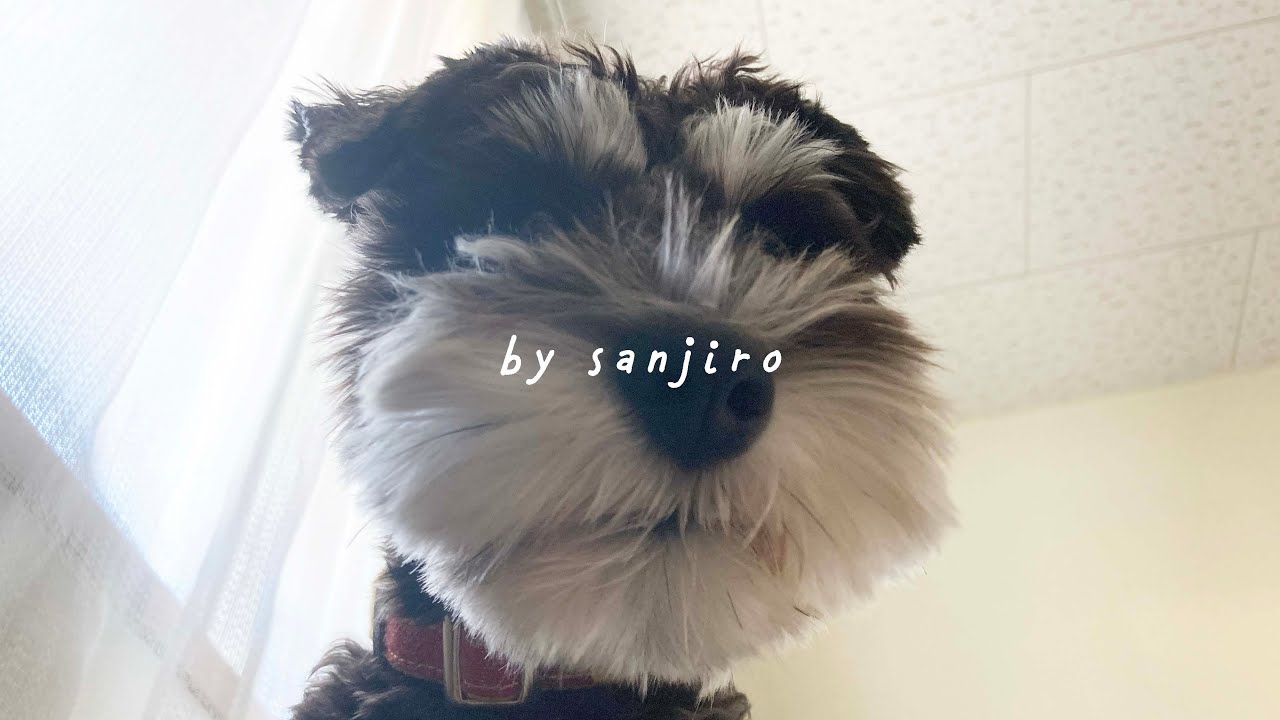 飼い主を圧力で起こしてくるわが家の愛犬 | ミニチュアシュナウザーの日常