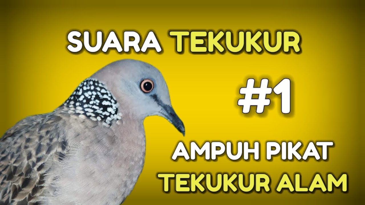 Tekukur Pikat Suara Ampuh Pikat Tekukur