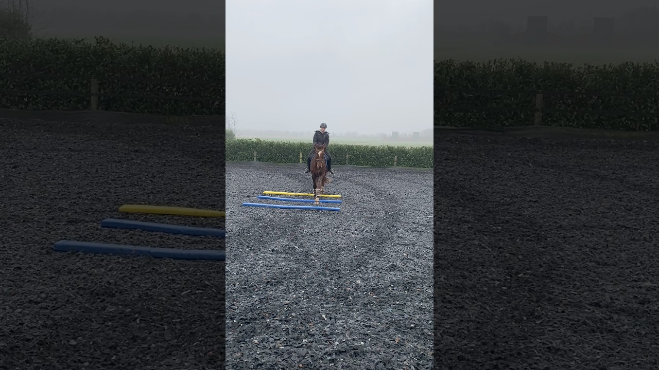 #horse #equestrian #pferdesport #pony #dressurpferd #riding #horseriding#reiten#dressage #sportpferd