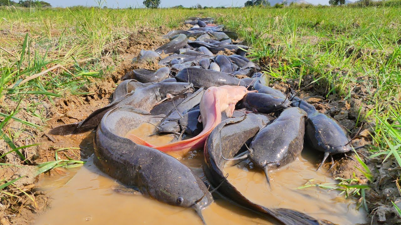 The Great Catfish Migration-Life on the Move: A River’s Last Escape