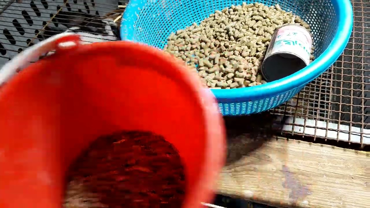 وفات الأرنبة الدوتش🐇 وسبب وفاتها (الحمد لله على كل حال )🐰