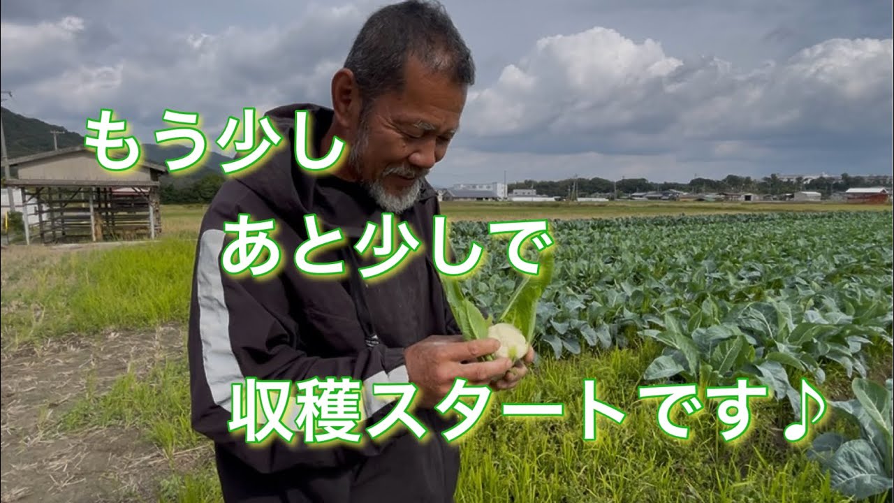 収穫が待ち遠しい　25/11/2