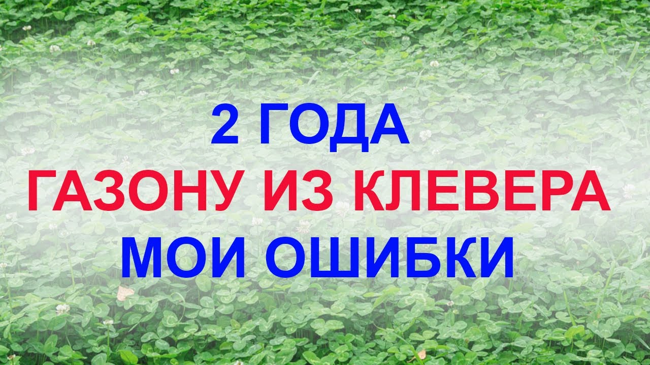 Газон из клевера. 2 года. Мои ошибки