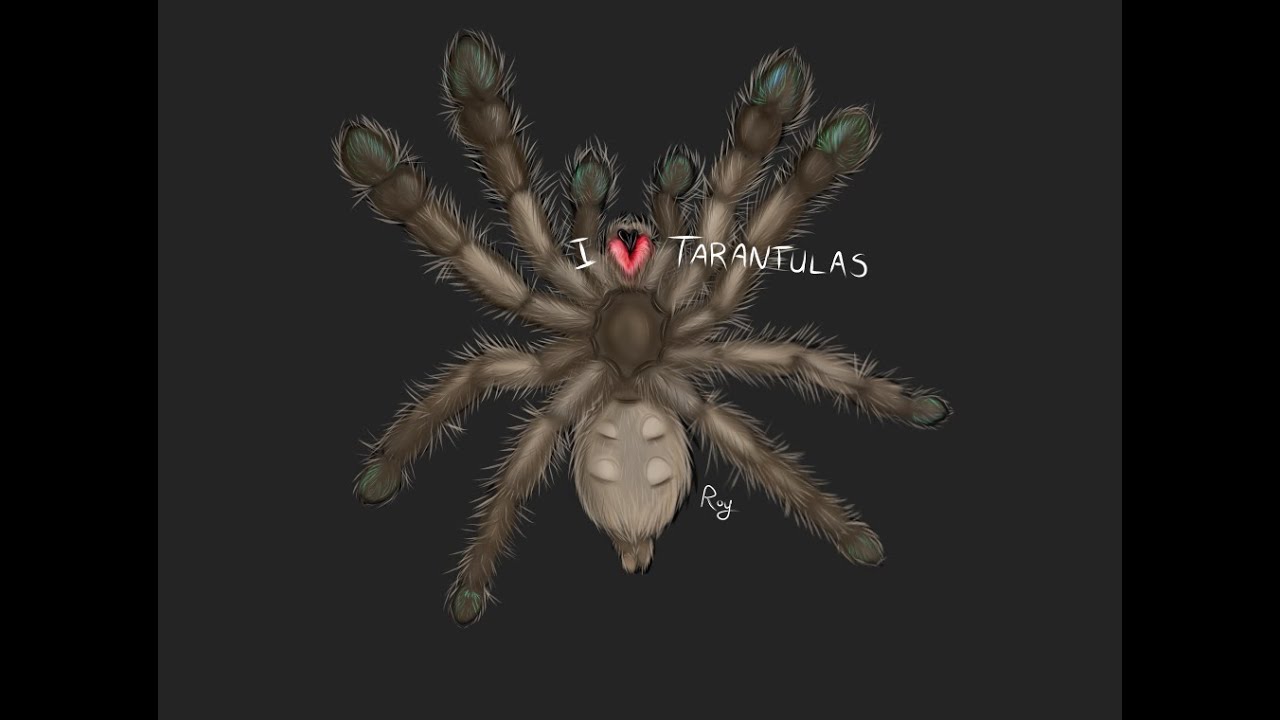 Speedpaint of my H.Maculata Sling