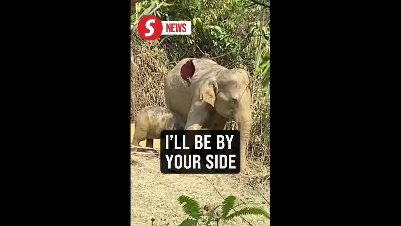 Mother elephant stays by ensnared calf&rsquo;s side