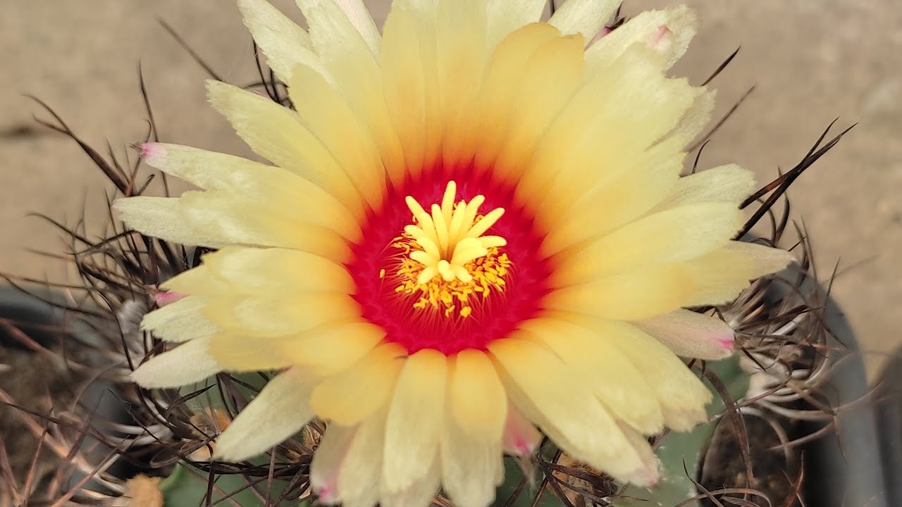 #cactocomflor#suculenta#suculentarara#colecaodecacto Cacto Floridos e um pouco das minhas suculentas