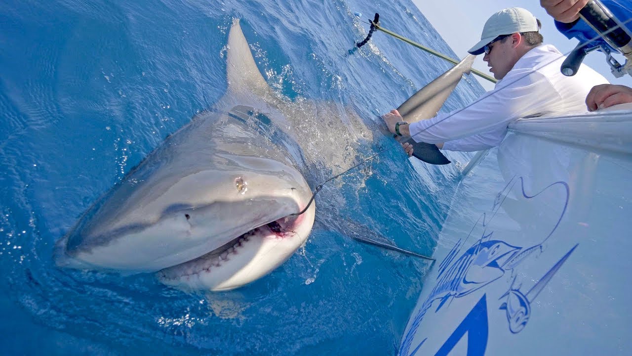 Searching for Wahoo and Monster Shark Fishing with Frogg Toggs - 4K