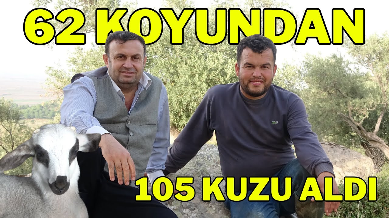 AHIL DOLDU TAŞTI  - 62 KOYUNDAN  105 KUZU ALDI