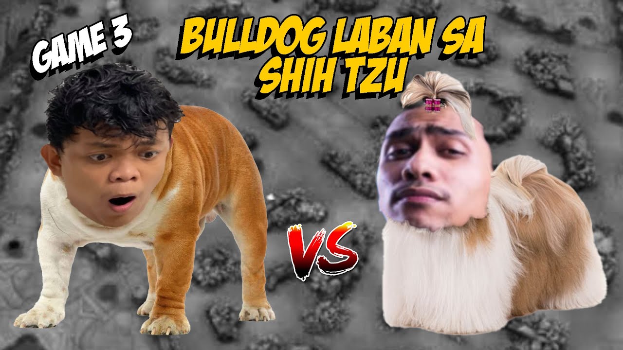BULLDOG LABAN SA SHIH TZU | GAME 3