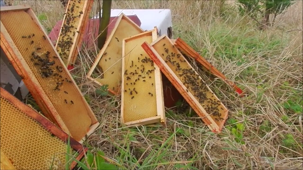 Faire lécher les cadres par les abeilles Que faire de ces cadres de hausses après extraction miel