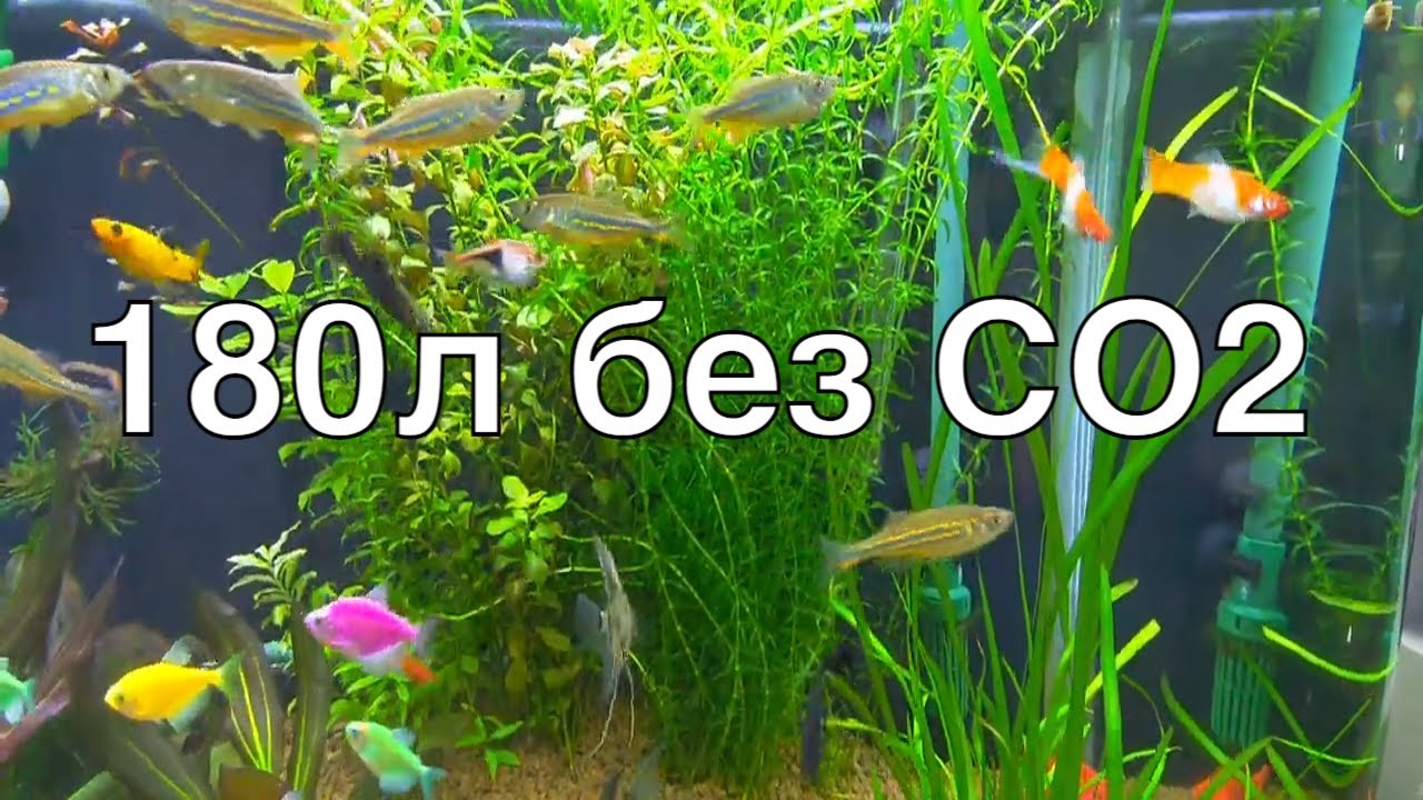 Аквариум 180 литров, с растениями, без CO2. Запущен на ELOS