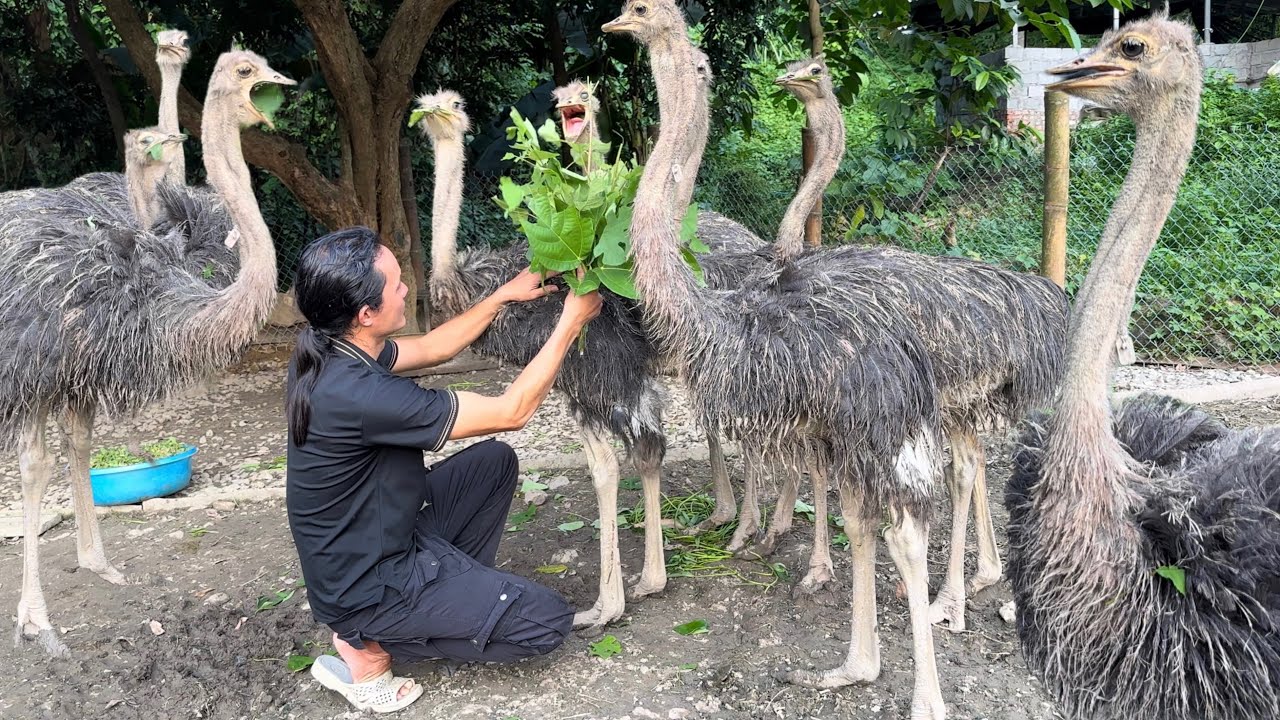Zon rescues wildlife trader's giant bird, Vang Hoa