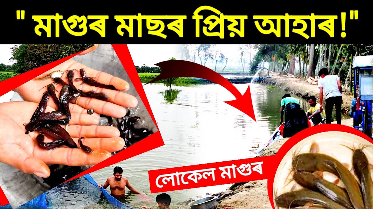 লোকেল মাগুৰ মাছ সোনকালে ডাঙৰ কৰিবলৈ কি দানা খুৱাব? &vert; Magur Fish Feed Formulation; Catfish Farm 