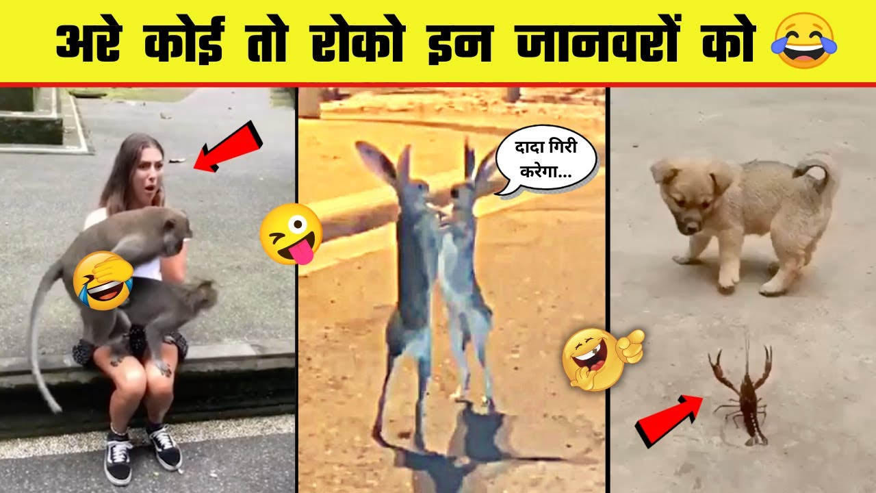 🤣😜 इन जानवरों से पंगा ना बाबा ना | Funny Animal Videos 2023 - Part 9