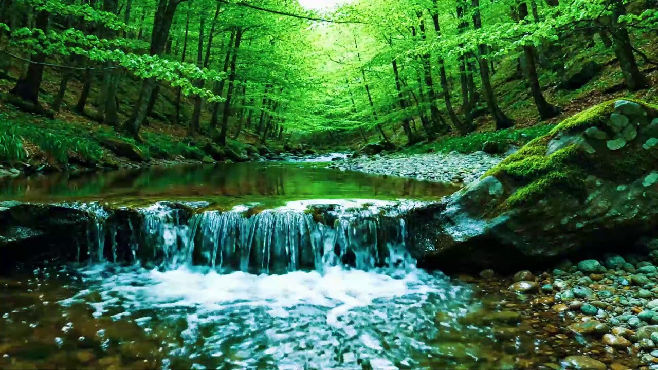 Beautiful Forest Sounds 🌿 Calming River & Forest Birdsong | Nature ASMR