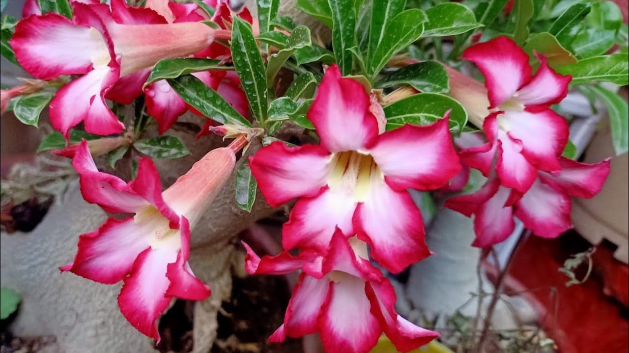 Adenium- Summer Care & Pruning update//Never throw cuttings-their updates