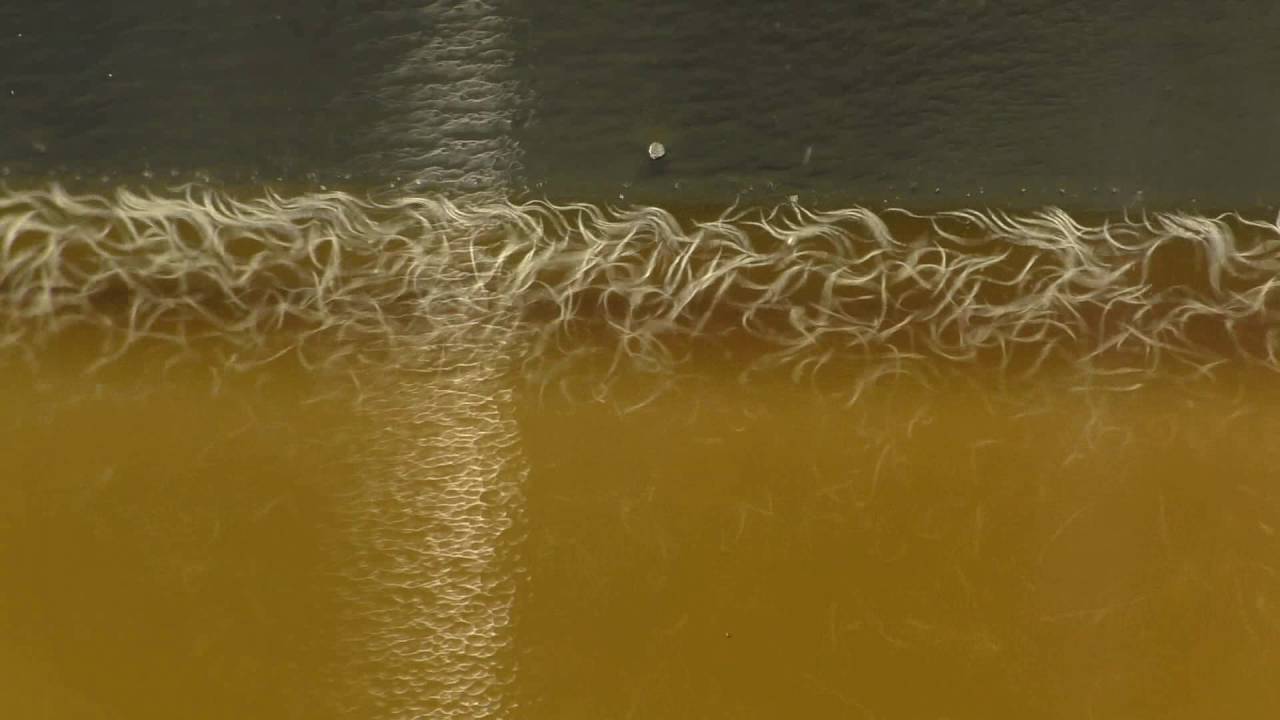 How To Grow Vinegar Eels And Feed Them To Baby Fish