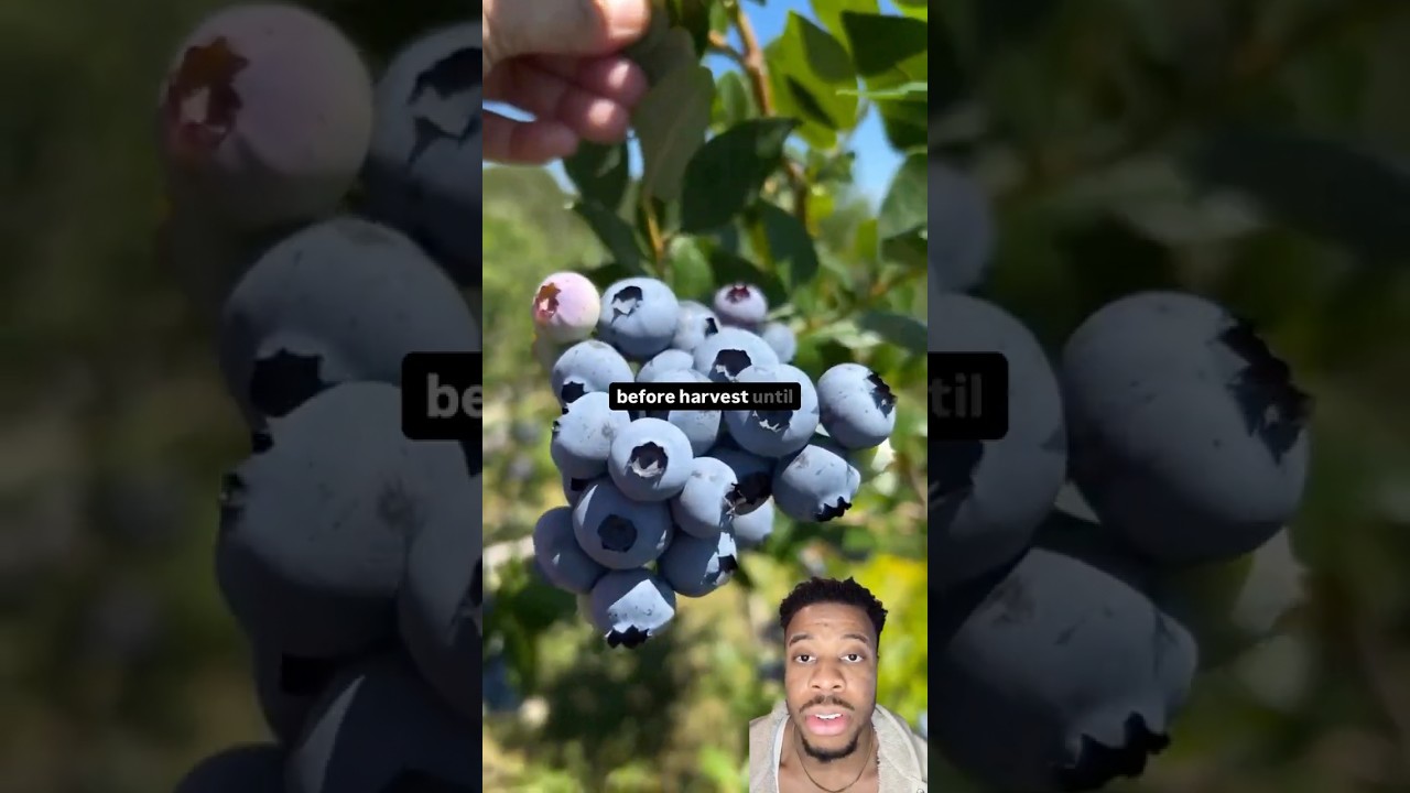 They&rsquo;re Poisoning Your Blueberries ⚠️🫐 #blueberry #health #fda #food #fruit