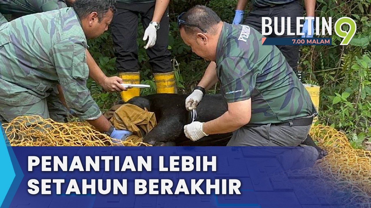Lebih Setahun Menghantui Penduduk, Beruang Matahari Masuk Perangkap (B9)