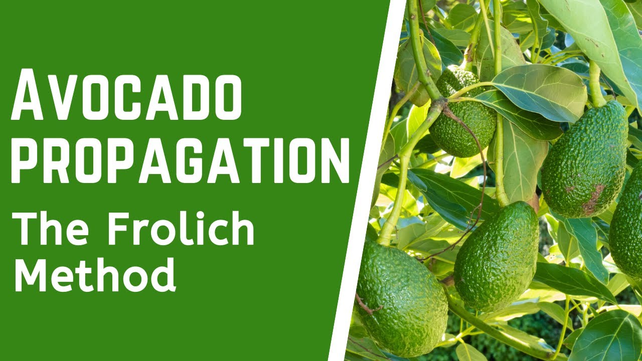 Avocado Propagation using the Frolich Method for faster fruiting and income