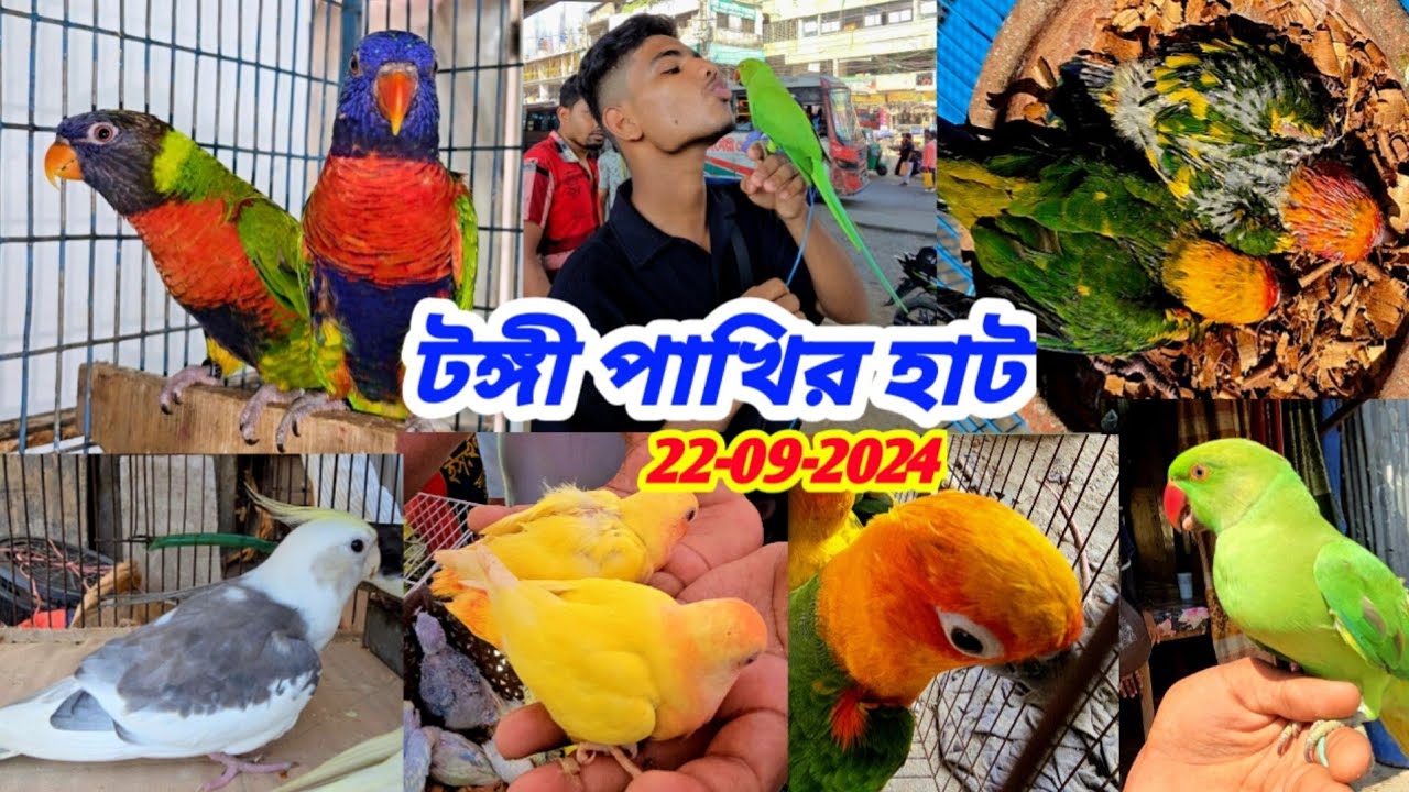 জমজমাট টঙ্গী বাজার পাখির হাট | আজ প্রচুর পরিমাণে পাখি আসছে টঙ্গী বাজার পাখির হাটে | পাখি |২২-০৯-২০২৪