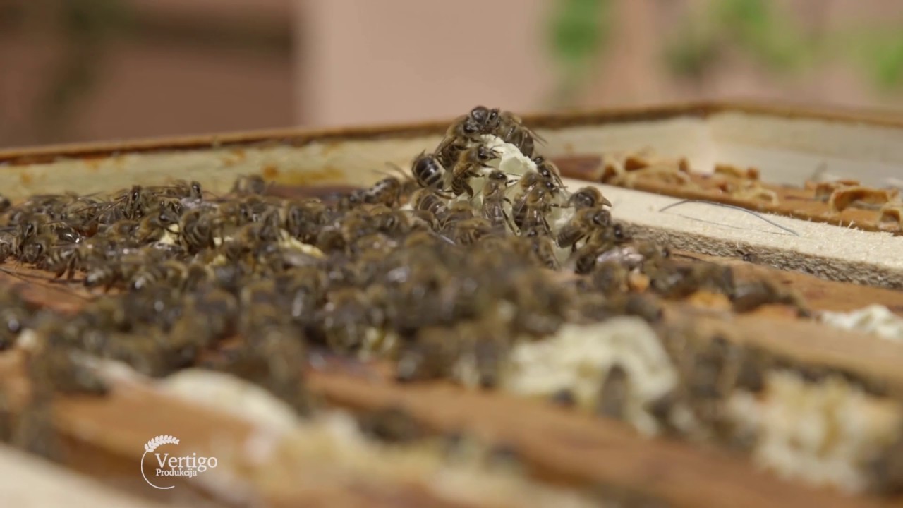 Uzgoj pčela i proizvodnja meda na Fruškoj Gori - U nasem ataru 698