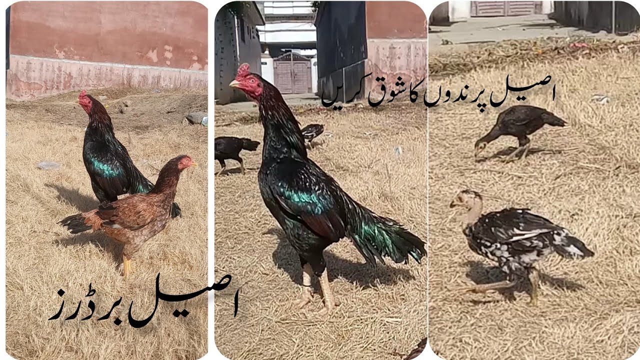 Aseel Birds Shoq krain.