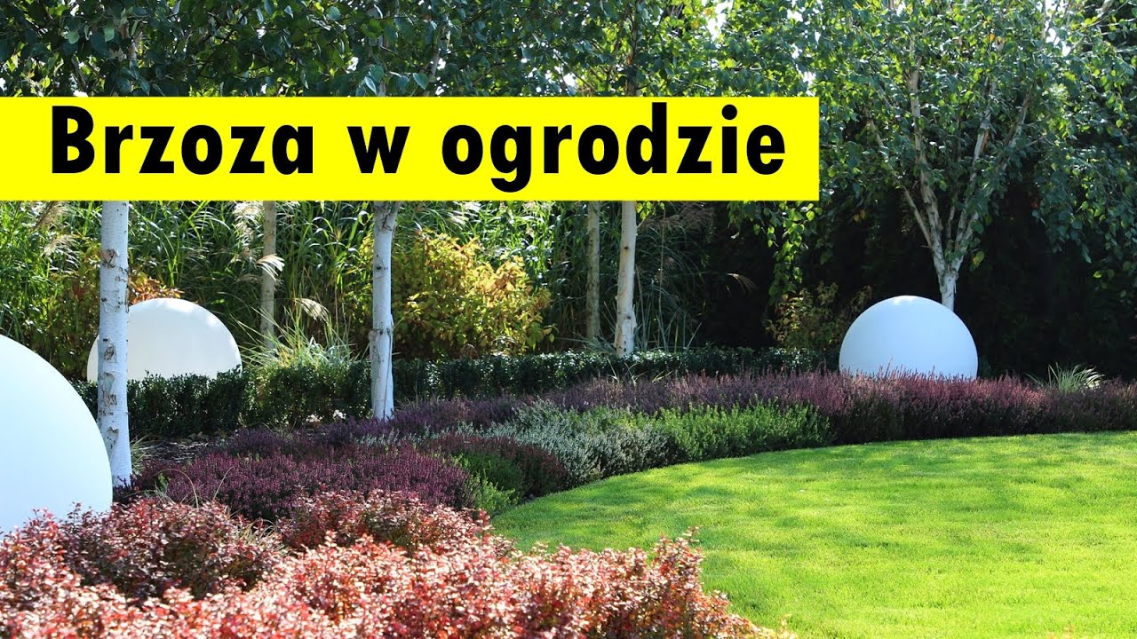 Brzoza w ogrodzie - ODMIANY i CIEKAWE ARANŻACJE