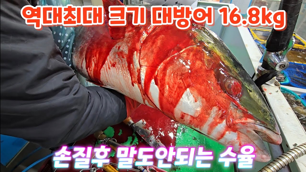 역대 최대 크기 대방어 16.8kg 손질 풀영상. 수율부터 기름까지 정말 대박입니다.