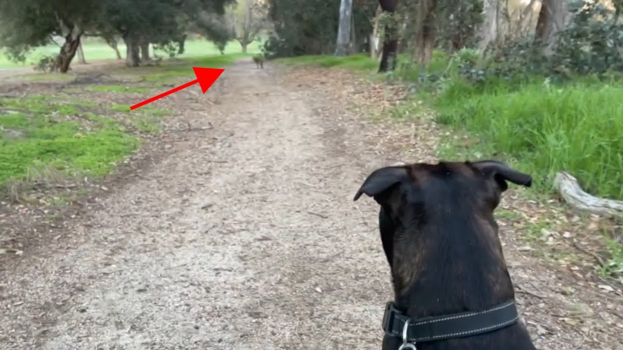 Our 9-Month-Old Staffy Meets a Coyote… and Just Sits There 😳🐶