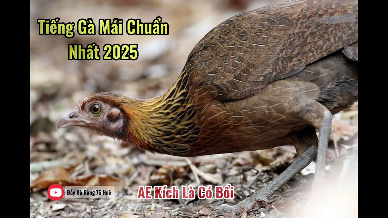 Tiếng Gà Mái Rừng Gọi Trống Kích Bổi Siêu Nhạy  2025 | Ae Kích Là Có Bổi | Bẫy Gà Rừng 75 Huế