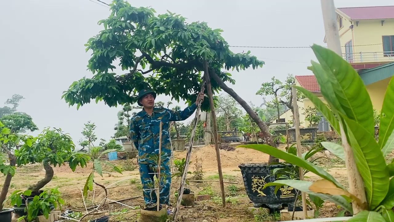 Chia tay em mai vàng Yên tử dáng bàn trà .