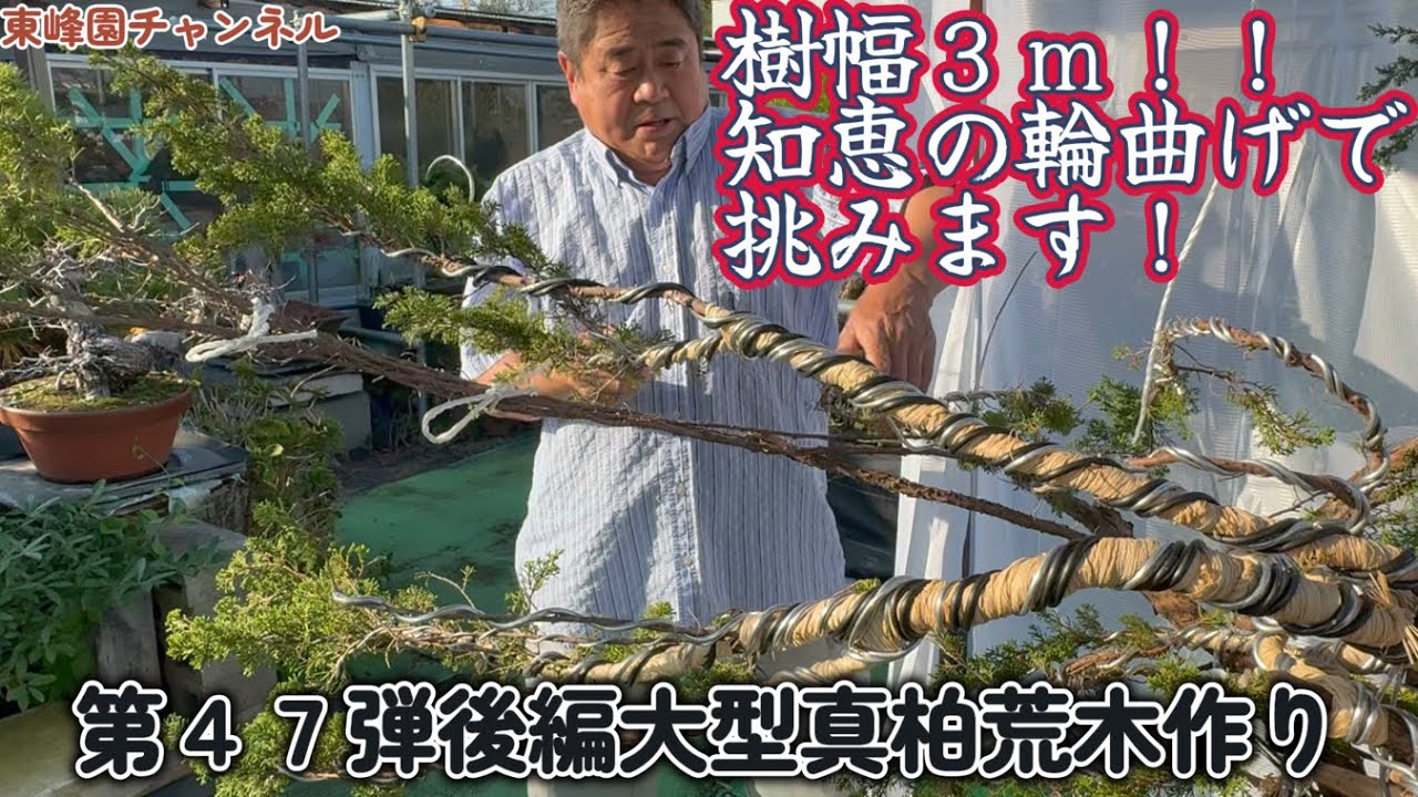 【盆栽】第４７弾後編　大型真柏荒木作り【樹幅３ｍ！知恵の輪曲げで挑みます】