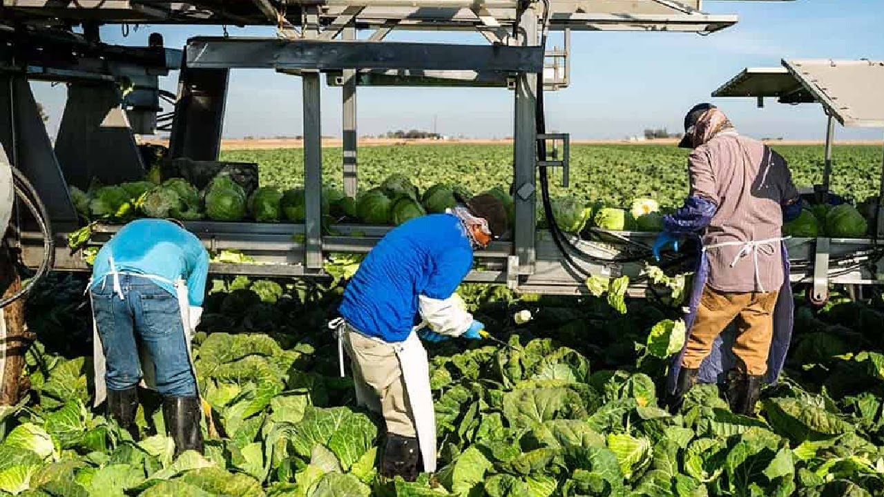 Savor the flavor (and sounds) of California Grown leafy greens