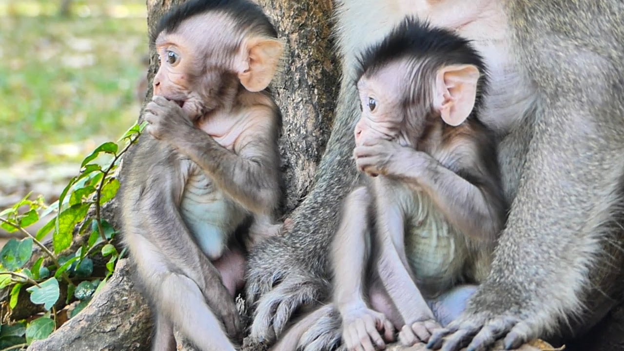 Best time and activity of beautiful baby monkey Sapphire and Glorian playful happy